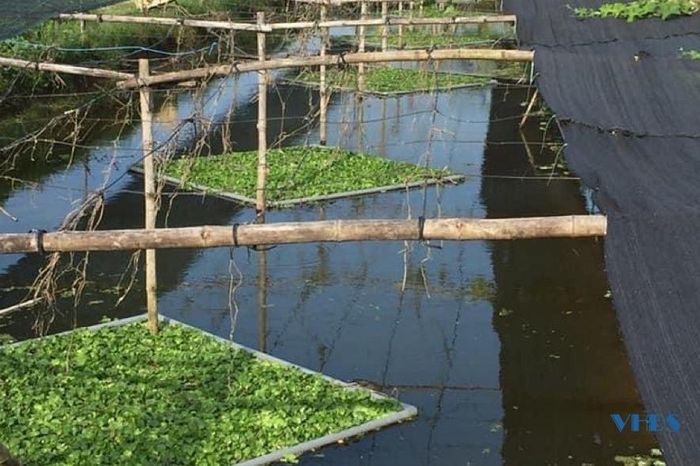 Với tổng diện tích mô hình nuôi ốc nhồi hơn 1,8 ha anh tận dụng trên mặt đất để anh trồng nhiều loại cây ăn quả, củ để tạo bóng mát, làm thức ăn cho ốc, tận dụng được nguồn đất và giảm chi phí.