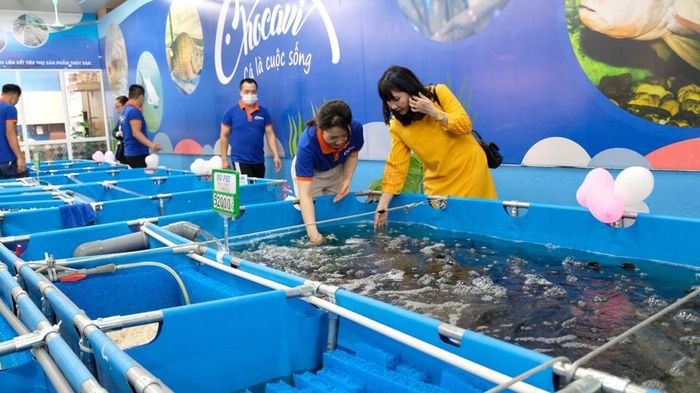 Người dân Hà Nội chọn mua thủy sản tươi sống tại một cửa hàng ở quận Hoàng Mai. Ảnh: Lâm Nguyễn