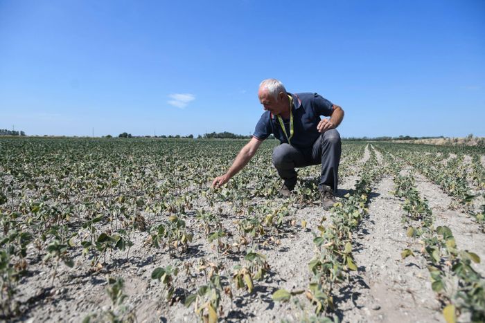 Một cánh đồng đậu tương bị khô hạn tại Sozzago, Italy. Ảnh: AFP/TTXVN