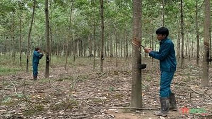 Công nhân người Lào cạo mủ cao su tại Nông trường 1, Công ty Cổ phần Công nghiệp Cao su COECCO.