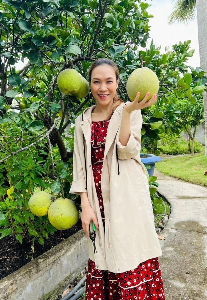 Mỹ Tâm hào hứng thu hoạch những trái bưởi do tự tay mình vun trồng.