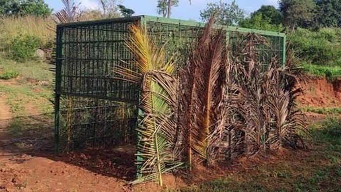 Chiếc lồng được thiết đặt để bẫy con báo - Ảnh: BBC