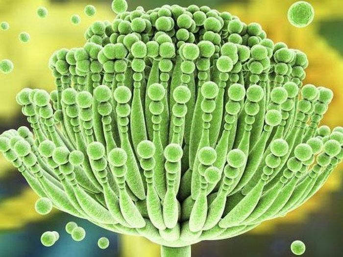 Độc tính của aflatoxin mạnh gấp 10 lần so với loại thuốc độc nổi tiếng kali xyanua. Thậm chí, các nhà khoa học công nhận aflatoxin độc hơn nọc độc của rắn hổ mang; độc hơn 28-33 lần so với các loại thuốc trừ sâu 1605 và 1059. Khi đi vào cơ thể, aflatoxin là chất gây ung thư gan độc tính cao. Ảnh minh họa.