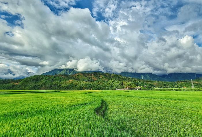 Tháng tám, những cánh đồng lúa nằm giữa thung lũng với bốn bề núi non luôn cuốn hút nhiều người tìm đến chiêm ngưỡng.