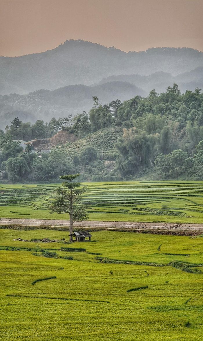 Cánh đồng lúa sắp vào vụ thu hoạch tại xã Mường Cang, huyện Than Uyên. Địa danh Than Uyên nổi tiếng với sản vật gạo Séng Cù thơm ngon, mềm dẻo... 