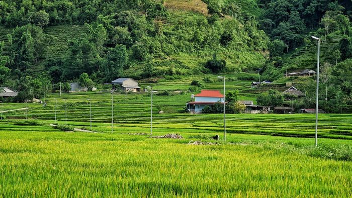 Bản làng ở huyện Tam Đường bình yên giữa bốn bề rừng cây và nương lúa.