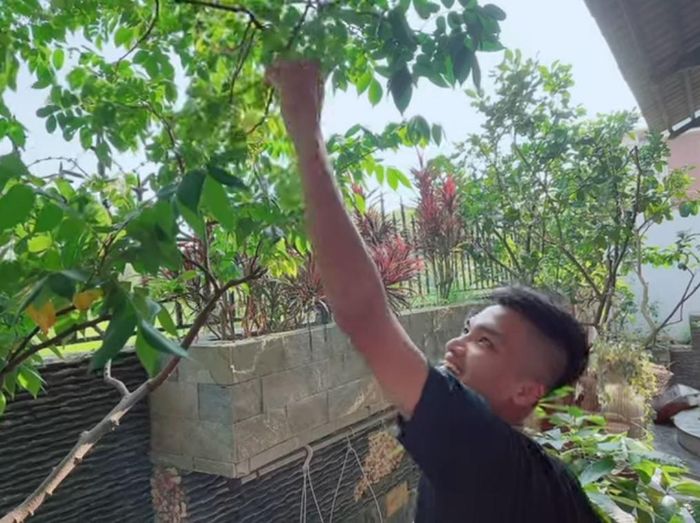 Trong nhà, vợ chồng Mạc Văn Khoa trồng nhiều rau xanh và cây ăn trái. Ảnh: chụp màn hình