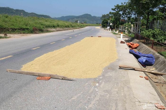 Thậm chí có nơi người dân đưa cả gỗ, ngói, gạch vây quanh diện tích lòng đường quốc lộ đang chiếm dụng để phơi lúa. Trong ảnh: Quốc lộ 46C đoạn qua xã Xuân Lâm (Nam Đàn). Ảnh: Huy Thư