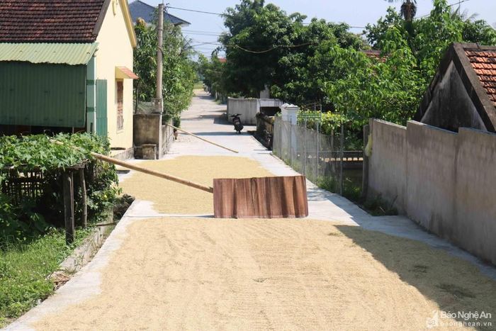 Không chỉ trên quốc lộ, tỉnh lộ... mà trên các tuyến đường thôn xóm nhỏ hẹp, người dân cũng dùng tre, ván, gỗ,... dựng nhiều vật cản án ngự hết lòng đường khi phơi lúa. Việc chiếm dụng lòng lề đường làm sân phơi, đặc biệt là dựng vật cản trên đường tiềm ẩn nhiều nguy cơ gây tai nạn giao thông, đề nghị chính quyền các địa phương trong tỉnh, tuyên truyền nhắc nhở người dân, tránh gây ra những hậu quả đáng tiếc. Trong ảnh: Một tuyến đường xóm tại xã Long Xá (Hưng Nguyên). Ảnh: Huy Thư