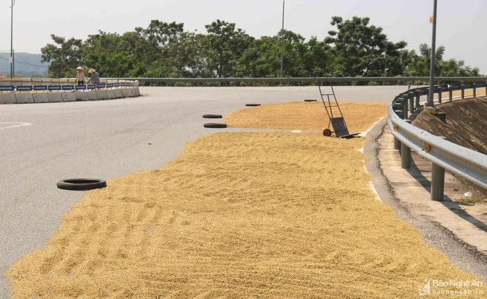 Quanh vòng xuyến đầu cầu Yên Xuân mới (thuộc huyện Hưng Nguyên) người dân cũng phơi lúa và dựng nhiều vật cản trên lòng đường. Ảnh: Huy Thư