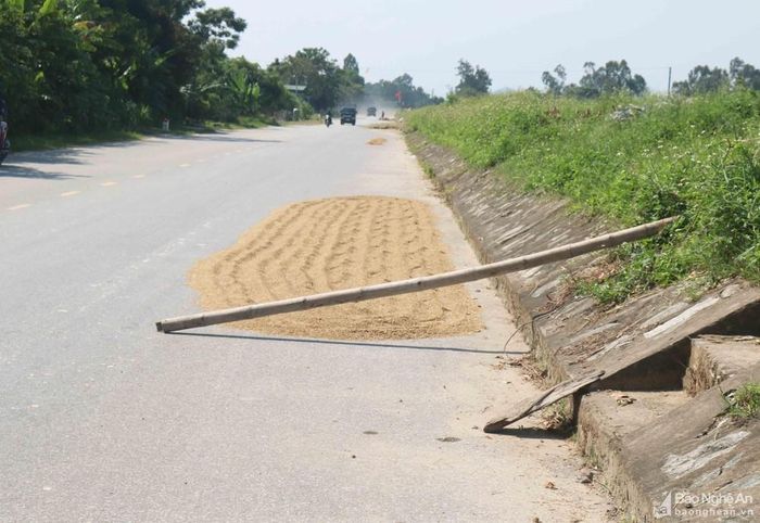 Dù chỉ phơi vài bì lúa trên quốc lộ, người dân vẫn dựng ngang đường cả cây tre dài để làm vật cản. Ảnh: Huy Thư