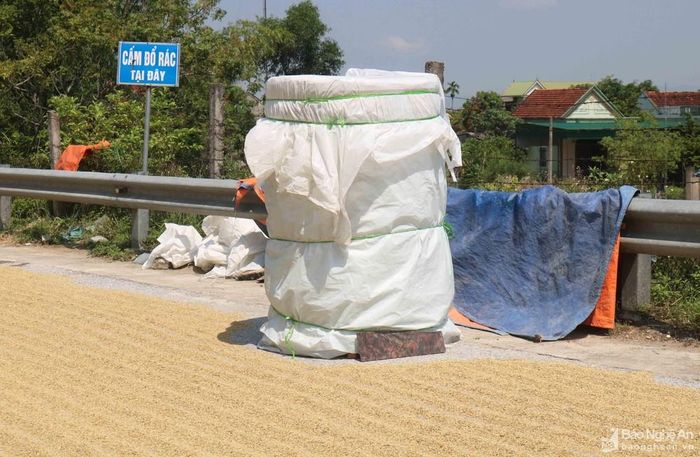 Nhiều xã ở huyện Hưng Nguyên còn dựng thùng đựng lúa ngay trên quốc lộ 46C để cất lúa qua đêm trong những ngày phơi lúa trên đường, trước khi chuyển về nhà. Ảnh: Huy Thư