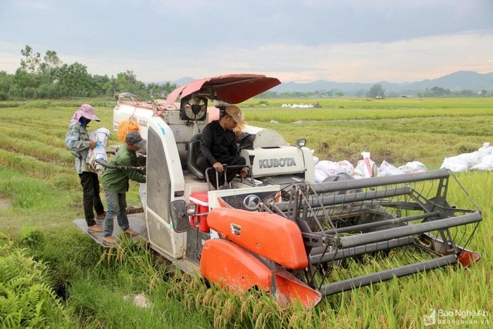Người dân Nghệ An thu hoạch lúa hè thu chạy lụt. Ảnh: Quang An