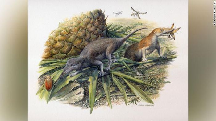 Theo các nhà khoa học, các phần hóa thạch cổ xưa này là của một loài mới có tên Brasilodon quadrangularis. Loài này sống cùng thời với các loài khủng long đầu tiên xuất hiện trên Trái đất.