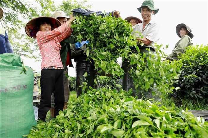 Mô hình sử dụng phân bón chuyên dùng Văn Điển giúp chè đanh búp, ngoại hình của các mẫu chè có thoáng tuyết