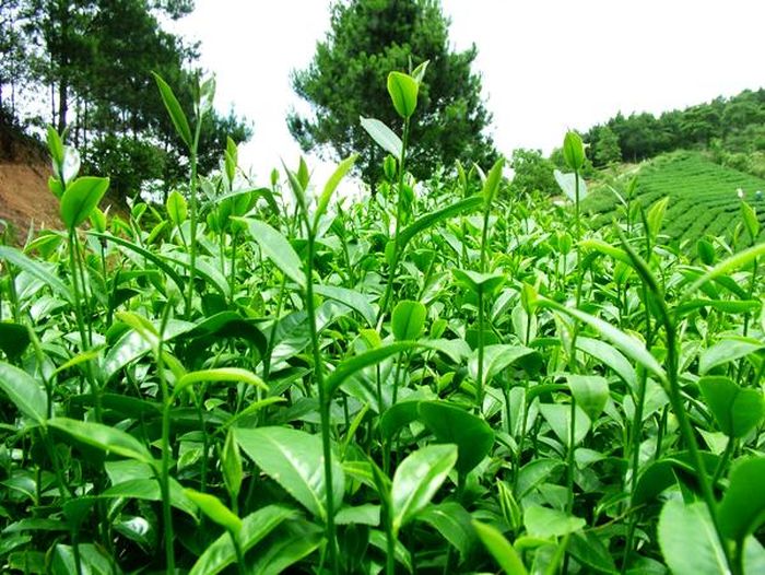 Hiện nay, hầu hết các diện tích chè Phú Thọ đã sử dụng phân bón Văn Điển