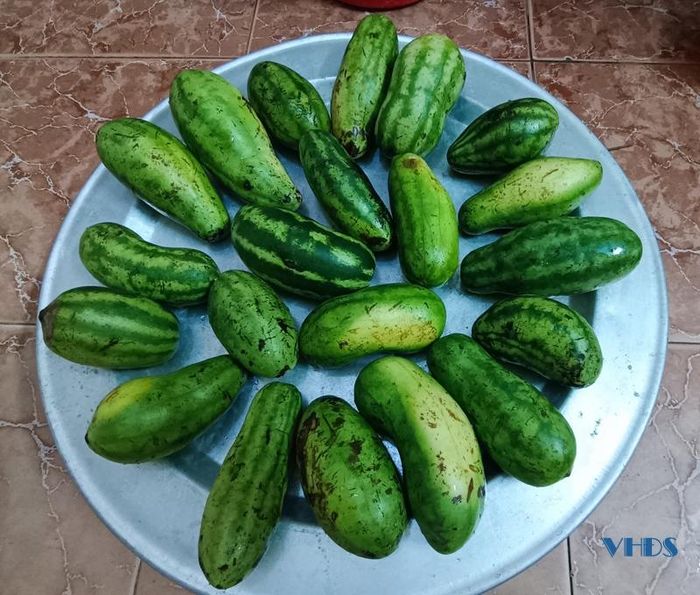 Dưa hấu non rửa sạch, phơi nắng cho hoai rồi đem muối chua.