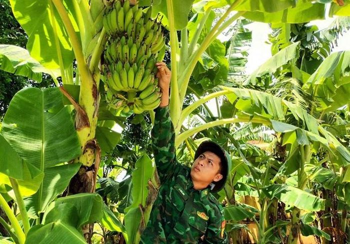 Đơn vị trồng chuối, vừa có trái ăn, vừa tận dụng được phần thân làm thức ăn cho vật nuôi.