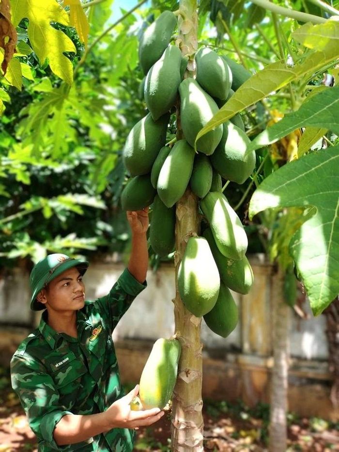 Nhờ được chăm sóc tốt, đu đủ ra trái rất nhiều.
