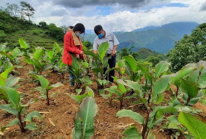 Mô hình trồng cây dong riềng của gia đình anh Chẻo Páo Lù ở bản Sùng Phài (thành phố Lai Châu).