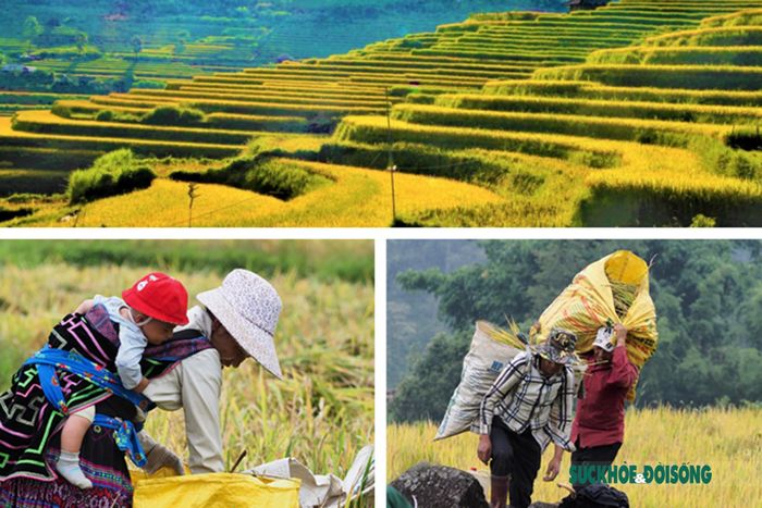 Những hạt vàng óng ả tượng trưng cho cuộc sống ấm no đang về với bà con vùng cao Tả Lèng, Lai Châu.