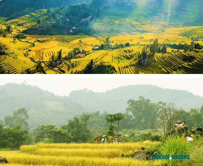 Cánh đồng lúa xã Tả Lèng (huyện Tam Đường) cách thành phố Lai Châu khoảng 10km, vào những ngày này, trên khắp cánh đồng đều hiện lên một màu vàng rực khi các thửa ruộng bậc thang đang vào mùa lúa chín.