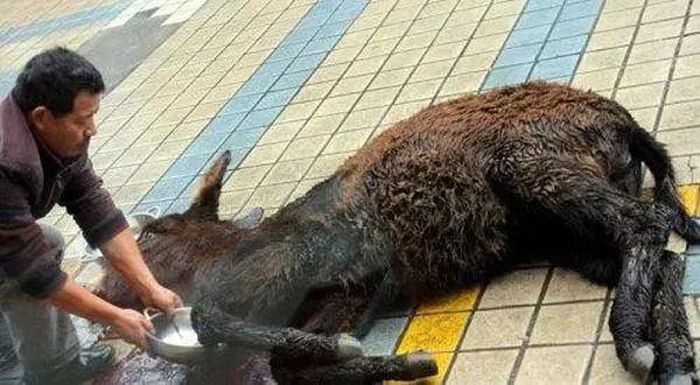 Theo đó, lừa sẽ bị trói chặt tứ chi dẫn đến không thể kháng cự. Quan sát con vật, người mua sẽ tùy ý chọn mảng thịt mình ưng ý.
