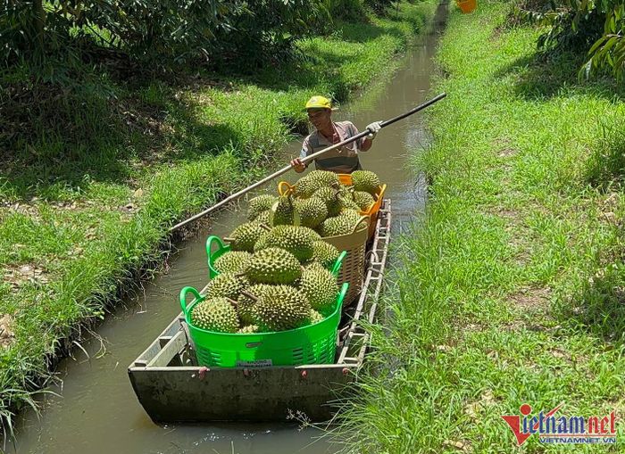 Cơ quan chức năng cảnh báo, gian lận mã số vùng trồng sẽ có nguy cơ mất thị trường Trung Quốc (ảnh: Tâm An)
