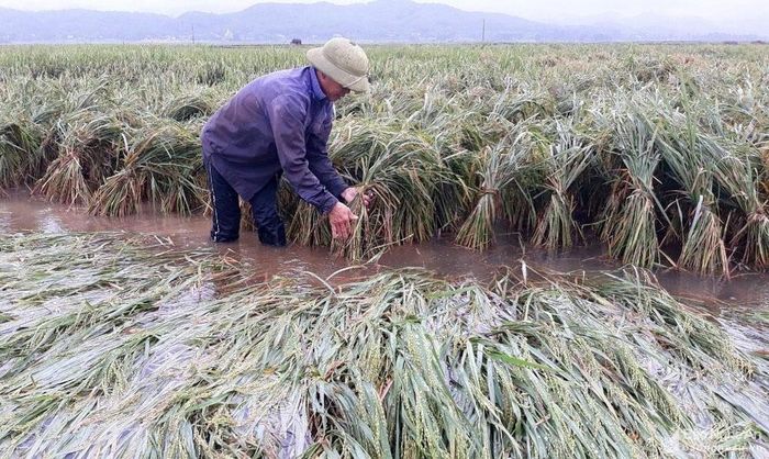 Sản xuất nông nghiệp ở Nghệ An thường xuyên chịu nhiều rủi ro do thiên tai. Ảnh: Phú Hương