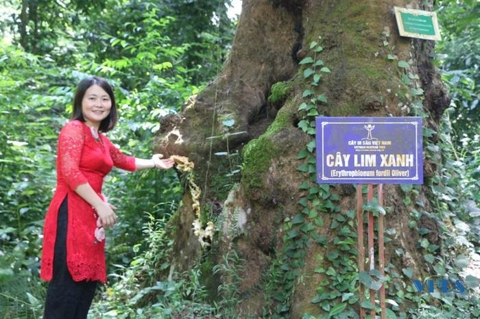 Tại Lam Kinh còn lưu giữ, bảo tồn số lượng lớn cây di sản với tuổi đời hàng trăm năm.