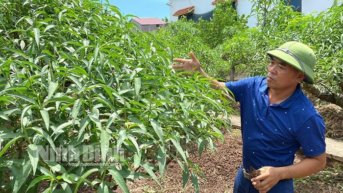 Anh Nguyễn Văn Chung chăm sóc đào tại vườn nhà.
