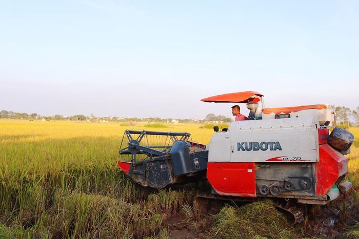 Một ngày, anh Nguyễn Hữu Đông (xã Hoa Sơn, huyện Ứng Hòa) lái máy gặt thu hoạch lúa trên vài chục mẫu ruộng. Tuy nhiên, thời điểm này, các cánh đồng trên địa bàn xã Hoa Sơn chưa vào vụ thu hoạch chính nên con số này có phần giảm đi. “Bây giờ tôi chỉ đi gặt những thửa ruộng nào chín thôi. Ruộng nhà ai chín trước thì người ta gọi đi gặt trước. Khoảng một tuần nữa vào vụ, lúa chín rộ, lúc đó có khi làm cả ngày, cả đêm”, anh Đông chia sẻ.