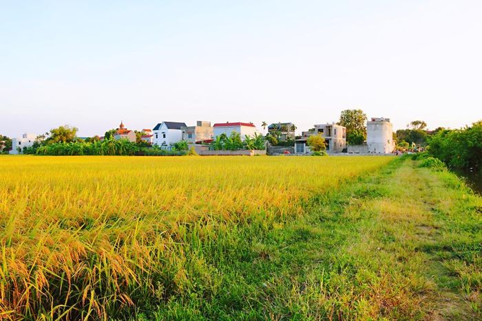 Mỗi khi mùa vụ đến, lúa chín vàng trên những thửa ruộng giúp tô điểm cho bức tranh đồng quê thêm sinh động.