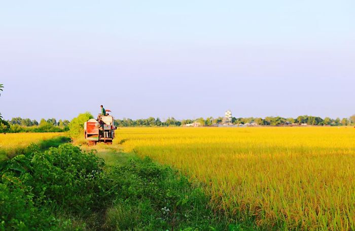 “Hơn 5 sào này nhà tôi cấy trước nên lúa chín trước. Còn 1,5 mẫu ruộng kia cấy sau và cấy ở khu khác nên nó chưa chín hẳn. Khoảng 1 tuần nữa nhà tôi tiếp tục thu hoạch”, bà Duân phấn khởi.