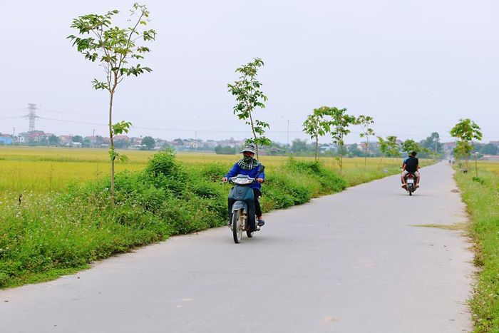 Chuẩn bị bước vào thu hoạch vụ lúa Hè – Thu, cánh đồng dọc hai bên một số con đường ở các huyện ngoại thành như: Sóc Sơn, Ứng Hòa, Thanh Oai,... được thay màu áo mới.