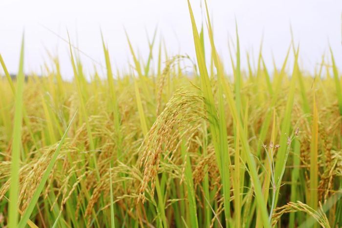 Những bông lúa vàng óng, trĩu quả, báo hiệu một vụ mùa bội thu của người nông dân.