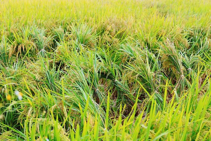 Trải qua nắng mưa, nhiều cây lúa đã đổ rạp xuống. Người nông dân phải túm lại, buộc thành từng chùm giúp chúng “đứng vững”, tiếp tục phát triển, chờ đến ngày thu hoạch.