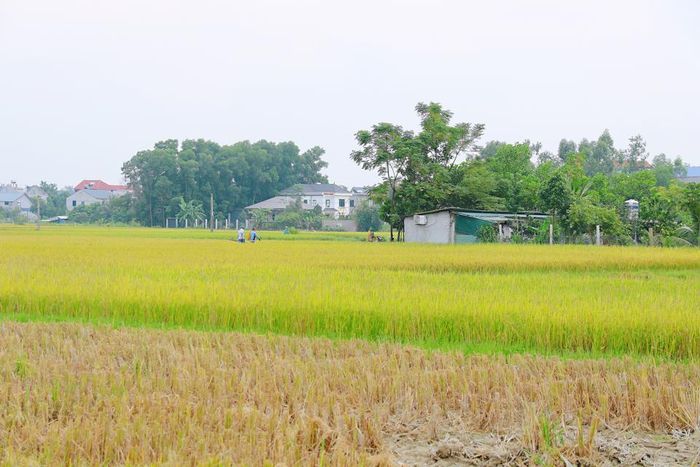 Thời điểm này, trên cánh đồng có thửa lúa vẫn còn xanh, có thửa lúa đã ngả vàng. Một số hộ nông dân đã tiến hành thu hoạch lúa trên những thửa ruộng đã chín.