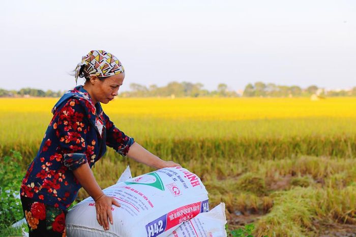 Những tải thóc đầu mùa chính là thành quả, là niềm vui của bà Duân cũng như bao người nông dân khác.