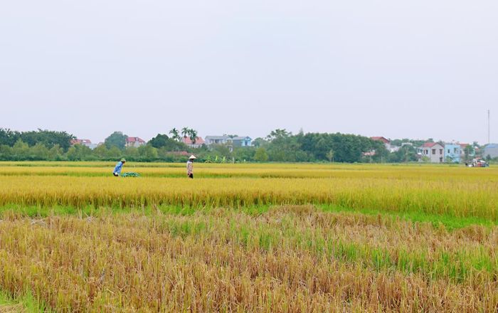 Gia đình bà Lưu Thị Duân (xã Hoa Sơn, huyện Ứng Hòa) năm nay có hơn 2 mẫu ruộng. Trong khi chờ đợi lúa của 1,5 mẫu ruộng đến ngày chín hẳn, bà quyết định thu hoạch lúa trên thửa ruộng hơn 5 sào này trước.