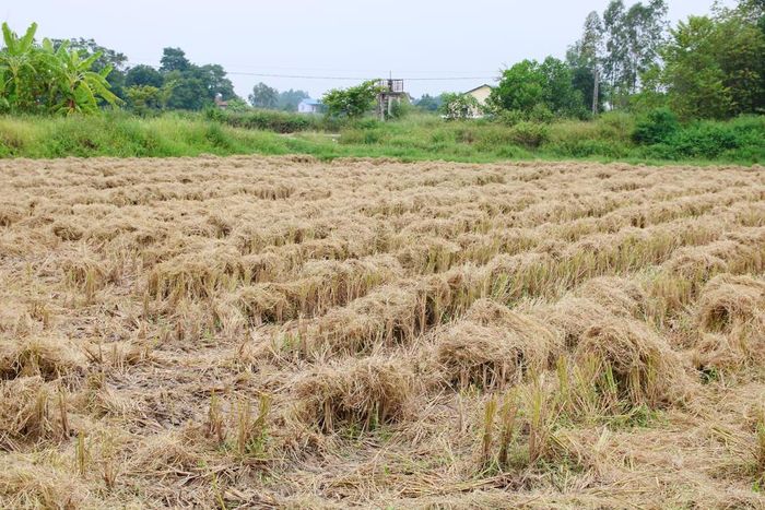 Gặt bằng máy sẽ cho rơm ra tại ruộng. Trải qua nắng mưa, ít ngày sau, người nông dân sẽ đốt rơm trên thửa ruộng của mình. Theo một số người dân, tro tàn của những cọng rơm, gốc rạ sẽ giúp cải tạo đất cho chính thửa ruộng của họ.