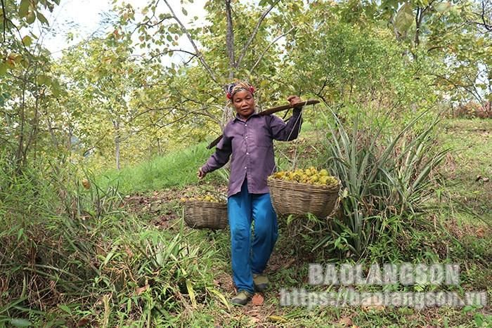Sau khi thu hái, người dân vận chuyển về bán cho tư thương