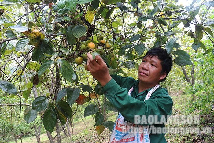 Tân Mỹ là xã có diện tích lớn nhất của huyện Văn Lãng với diện tích hơn 500 ha. Thời điểm này, người dân đang bước vào chính vụ thu hoạch quả hồng