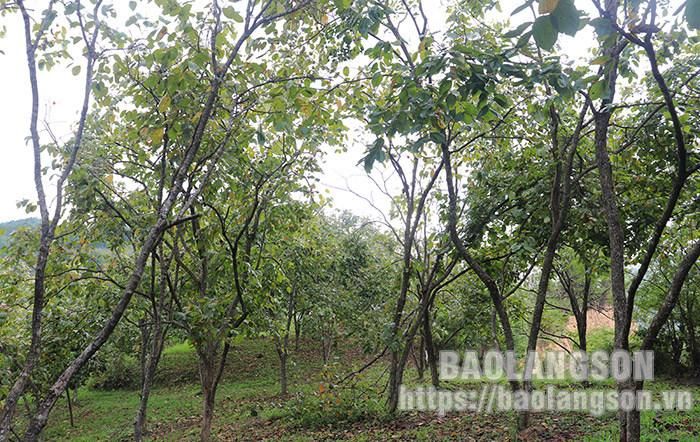 Hiện nay, toàn huyện Văn Lãng có trên 1.350 ha hồng Vành Khuyên, trong đó, có 863,5 ha đã cho thu hoạch, năng suất năm 2022 ước đạt 6 – 7 tấn/ha.