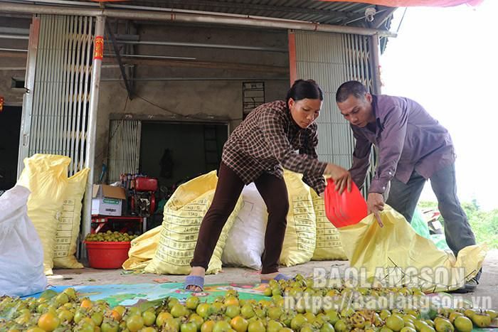 Hiện nay, trên địa bàn huyện có tư thương và các hợp tác xã trên địa bàn huyện đứng ra thu mua và tiêu thụ sản phẩm với giá ổn định, do vậy, người dân không lo về đầu ra