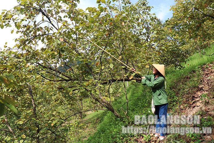 Người dân sử dụng các dụng cụ để thu hái quả hồng