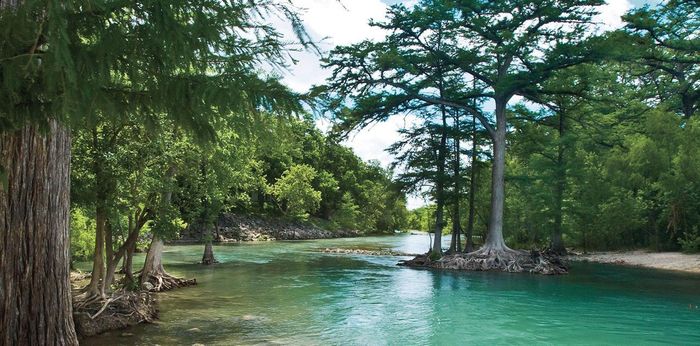  Dòng sông Guadalupe được bao phủ bởi màu xanh của lá và mặt nước. Ảnh: Texas State University. 