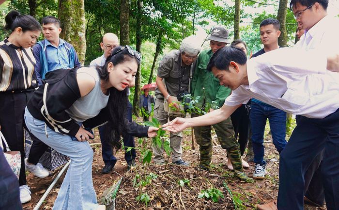 Anh Thơ vô cùng thích thú khi tận mắt nhìn thấy cây Sâm được trồng tại núi Sâm Ngọc Linh