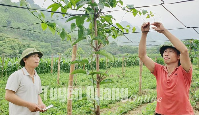 Người dân xã Kim Bình thực hiện mô hình liên kết trồng cây chanh leo.