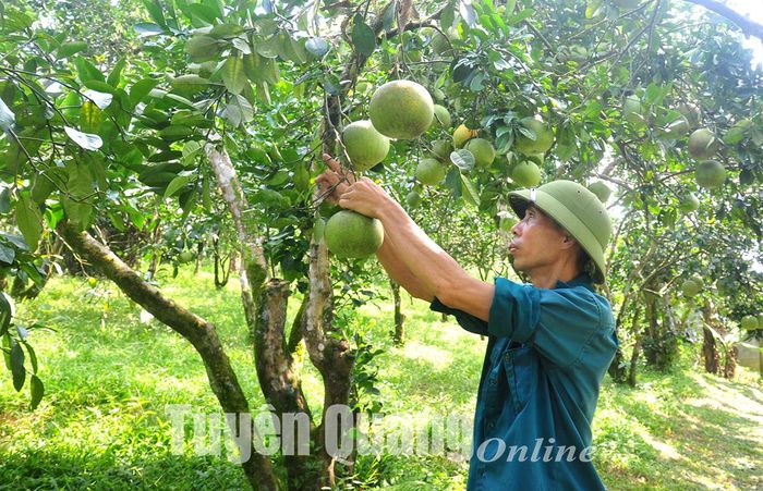 Phó Bí thư Chi bộ, Trưởng thôn Nguyễn Việt Phong tiên phong làm giàu từ trồng cây ăn quả có múi.